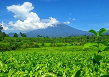 Gunung Kerinci. (dok. istimewa)