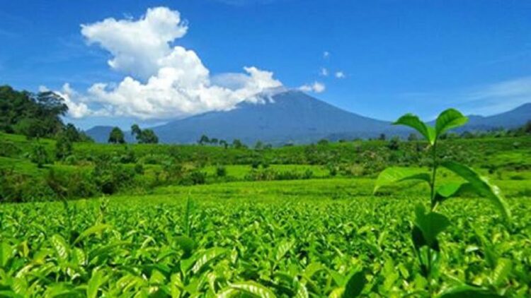 Gunung Kerinci. (dok. istimewa)