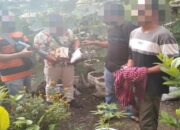 Ketahuan Tanam Ganja di Pot Rumah, Petani di Lombok Tengah Pasrah Diringkus Polisi
