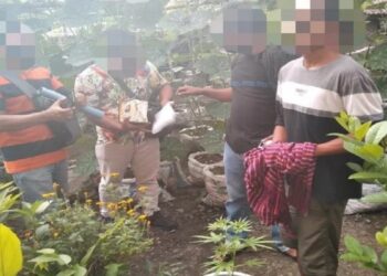 Ketahuan Tanam Ganja di Pot Rumah, Petani di Lombok Tengah Pasrah Diringkus Polisi