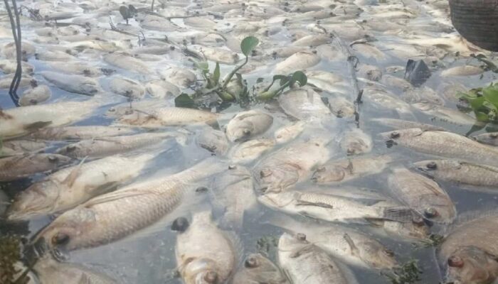 Petani Menjerit, Puluhan Ton Ikan Mati Massal di Danau Maninjau