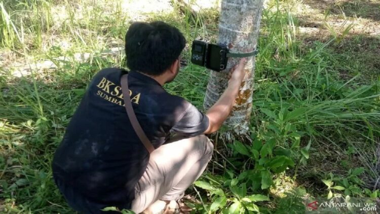 Tim BKSDA Agam melihat hasil kamera jebak. (Yusrizal/Antara)