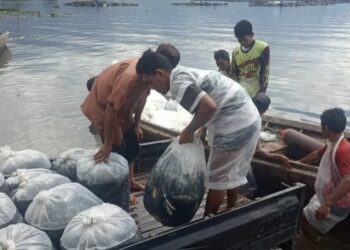Petani di Danau Maninjau sedang memanen ikan miliknya