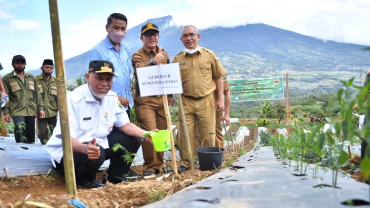 Semen Padang tanam 1000 bibit taxus.