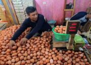 Harga Telur Ayam di Payakumbuh Melonjak, Capai Rp52 Ribu per Tray