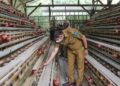 Wako Deri Asta Tawarkan Dua Skema Bantu Modal Usaha bagi Peternak Ayam di Sawahlunto