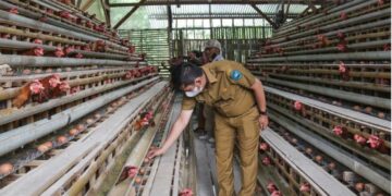 Wako Deri Asta Tawarkan Dua Skema Bantu Modal Usaha bagi Peternak Ayam di Sawahlunto