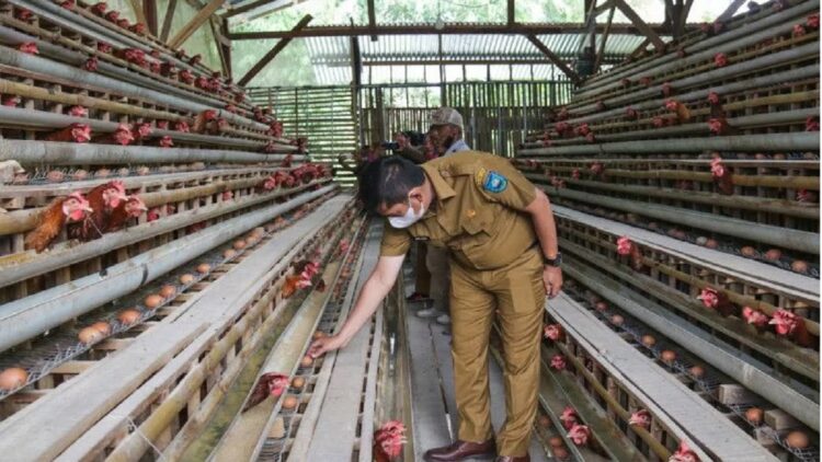 Wali Kota Sawahlunto Deri Asta memeriksa telur dari usaha ayam petelur Kelompok Peternak Mandiri di Dusun Padang Malintang Desa Santur, Selasa (7/12).(ANTARA/HO-Humas Pemko Sawahlunto)