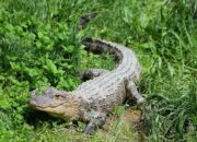 Ternyata! Buaya Lebih Cepat Berlari Dibanding Manusia