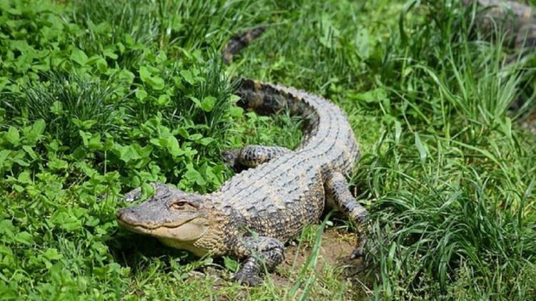 Ternyata! Buaya Lebih Cepat Berlari Dibanding Manusia 1 ilustrasi buaya