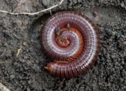 Hidup 326 Juta Tahun Lalu, Ternyata Ada Kaki Seribu Raksasa