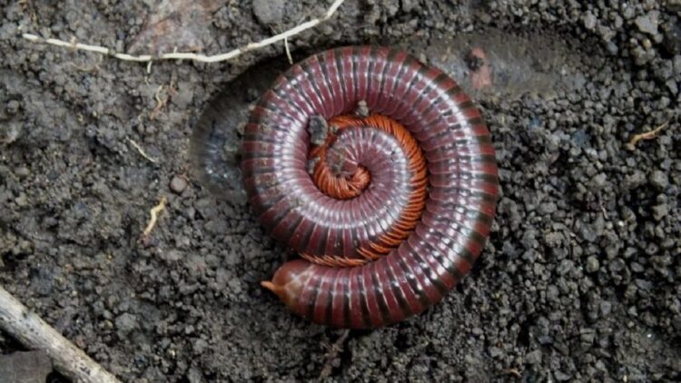 Hidup 326 Juta Tahun Lalu, Ternyata Ada Kaki Seribu Raksasa 1 ilustrasi kaki seribu