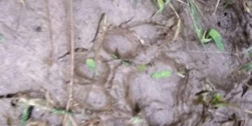 Harimau Buru Ternak di Palembayan Agam, ada Jejaknya 8 Harimau Buru Ternak di Palembayan Agam, ada Jejaknya