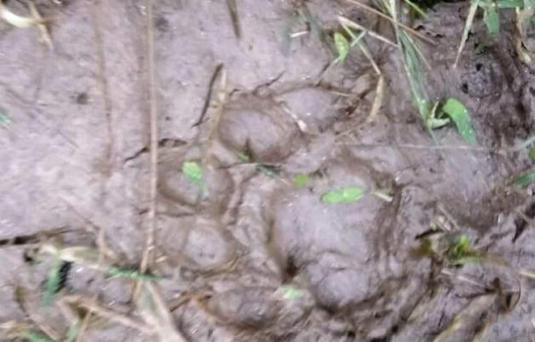 Jejak kaki harimau ditemukan warga Maua Hilia, Jorong Kayu Pasak Timur, Nagari Salareh Aia, Kecamatan Palembayan, Kabupaten Agam, Sumatera Barat.