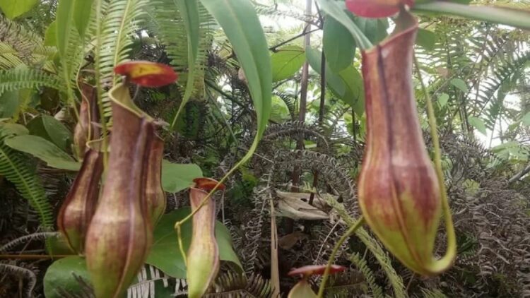 Cari Harimau di Hutan di Maua Hilia, KSDA Agam Temukan Tanaman Langka Kantong Semar 1 Kantong semar yang ditemukan di Agam (Antara/Yusrizal)