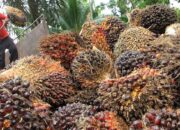 Pemprov Sumbar Tetapkan Harga Sawit Terbaru, TBS Usia Produktif Tembus Rp3.725 per Kg