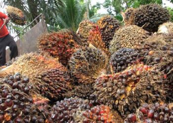 Harga Minyak Sawit Mentah di Sumbar Naik dari Rp14.185 jadi Rp14.480 per Kg