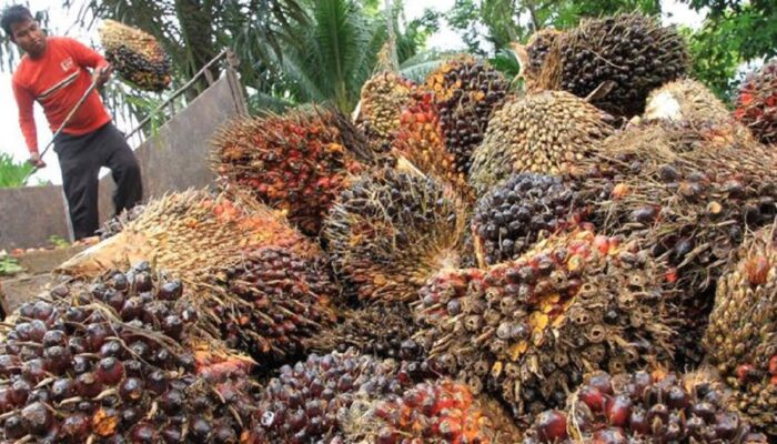 Harga TBS Sumbar Naik, Tanaman 10-20 Tahun Rp3.493,30/Kg