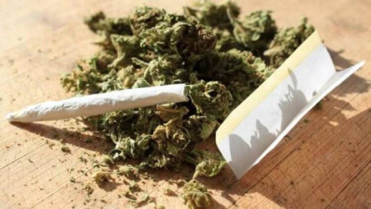 Ilustrasi ganja kering. (net)