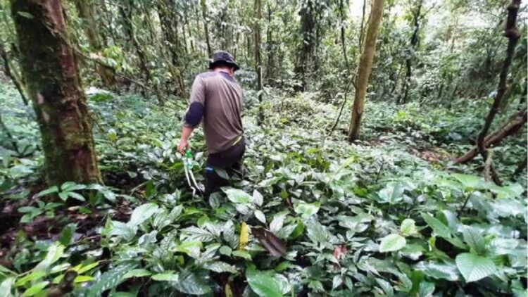 Petugas dari Balai Besar Taman Nasional Kerinci Seblat (TNKS) melakukan pengecekan jalur pendakian Gunung Kerinci via Kabupaten Solok Selatan, Sumatera Barat, yang telah tertutup serasah pada Kamis (11/11/2021). (ANTARA/HO-SPTN Kerinci Seblat wilayah IV)