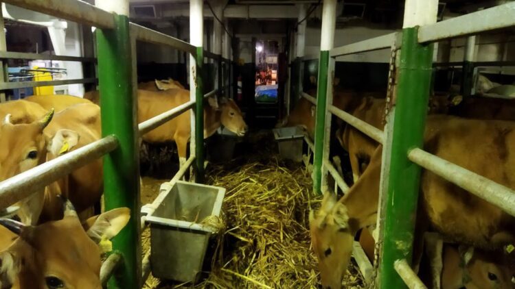 Sapi pengadaan Disnak Sumbar.