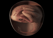 Peneliti Temukan Embrio Dinosaurus Super Langka, Tersimpan dalam Fosil Telur 72 Juta Tahun