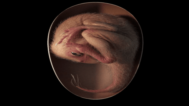 Rekonstruksi embrio dinosaurus oviraptorosaur yang hampir menetas, berdasarkan spesimen baru "Baby Yingliang".  (Foto: Lida Xing/Nature Journal)