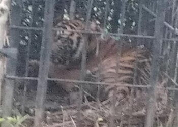 Mangsa Ternak Warga di Agam, Seekor Harimau Sumatera Berhasil Masuk Perangkap