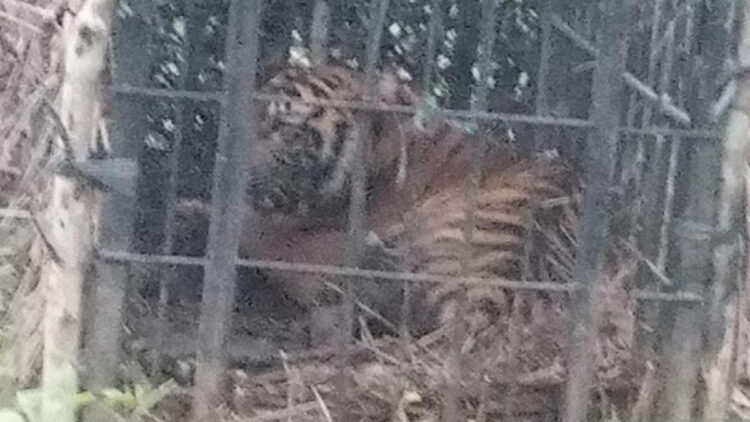 Mangsa Ternak Warga di Agam, Seekor Harimau Sumatera Berhasil Masuk Perangkap 1 Harimau sumatera sedabg di dalam kandang jebak, Senin (10/1). (Antarasumbar/Yusrizal)