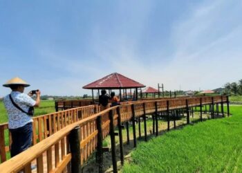 Salah seorang pengunjung terlihat sedang mengambil foto wisatawan di objek Wisata Sawah Fajar Rezki Illahi di Desa Pauh Timur, Kota Pariaman, Sumbar.