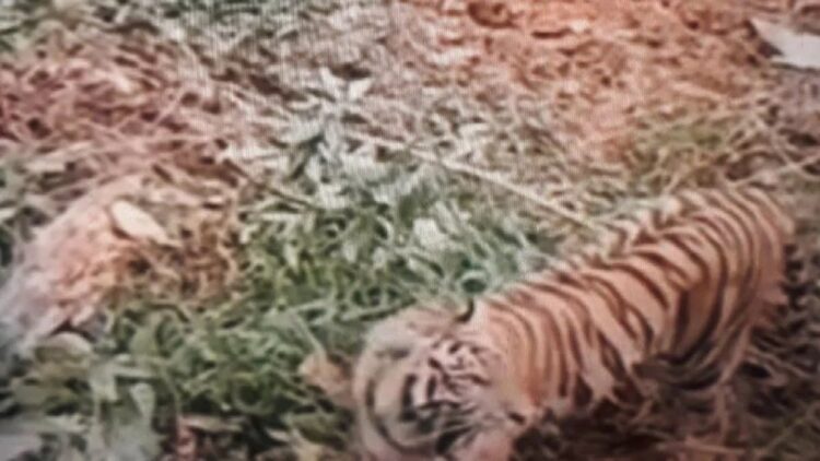 Seorang warga Ujung Gading Kecamatan Ranah Batahan Kabupaten Pasaman Barat diduga merekam seekor harimau dan mengunggahnya ke media sosial. (Antara/Medsos)