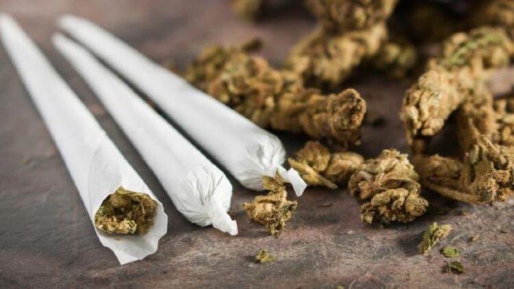 Pakai Ganja, Polresta Denpasar Bali Ciduk Artis Sinetron Randa Septian 1 Ilustrasi ganja. (net)