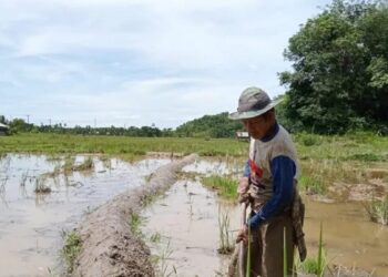 Alokasi Anggaran Minim, HKTI Pesisir Selatan Nilai Pemkab Belum Mampu Sejahterakan Petani