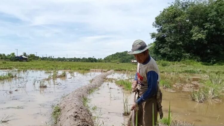 Alokasi Anggaran Minim, HKTI Pesisir Selatan Nilai Pemkab Belum Mampu Sejahterakan Petani 1 Salah seorang petani di Kecamatan IV Jurai Kabupaten Pesisir Selatan sedang menggarap sawah miliknya. (Teddy Setiawan)