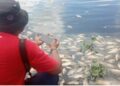 Udara di sekitar Danau Maninjau Berbau Pascaikan Mati, Pemerintah Diminta Bersikap