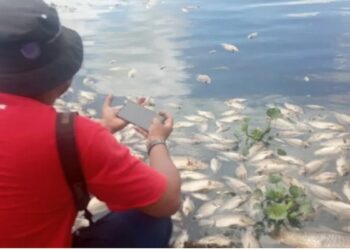Udara di sekitar Danau Maninjau Berbau Pascaikan Mati, Pemerintah Diminta Bersikap