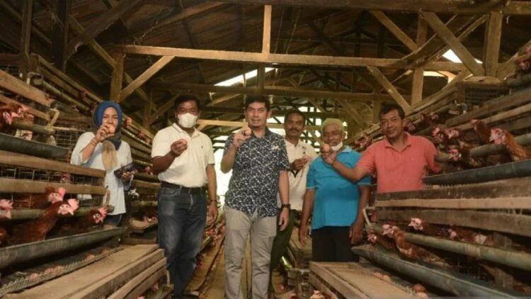 Pemko Sawahlunto Komit Bantu Pembudidaya Ikan dan Peternak Ayam Tingkatkan Skill 1 Wali Kota Sawahlunto Deri Asta bersama General Manager PT. Bukit Asam Pertambangan Ombilin Yulfaizon memperlihatkan telur dari peternakan ayam di Dusun Sumpahan Desa Kubang Utara Sikabu, usai pertemuan dengan komunitas peternak ayam dan pembudidaya ikan, Sabtu (23/01). (ANTARA/Yudha Ahada)