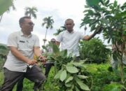 Persoalan Hama Kutu Putih Serang Alpukat di Pasaman Barat Butuh Solusi Mendesak