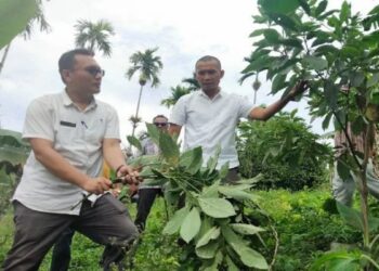 500 Hektare Alpukat di Pasbar Kena Hama, Petani Merugi