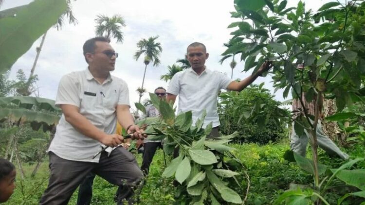 Persoalan Hama Kutu Putih Serang Alpukat di Pasaman Barat Butuh Solusi Mendesak 1 Plt Kepala Dinas Tanaman Pangan Hortikultura dan Peternakan Pasaman Barat Dody San Ismail bersama tim saat menggelar penyuluhan kepada petani untuk membasmi hama kutu putih pada tanaman alpukat. (Antara/Altas Maulana)