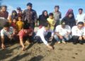 Kelompok Konservasi Penyu Maligi Pasaman Barat Lepas 100 Ekor Tukik ke Laut