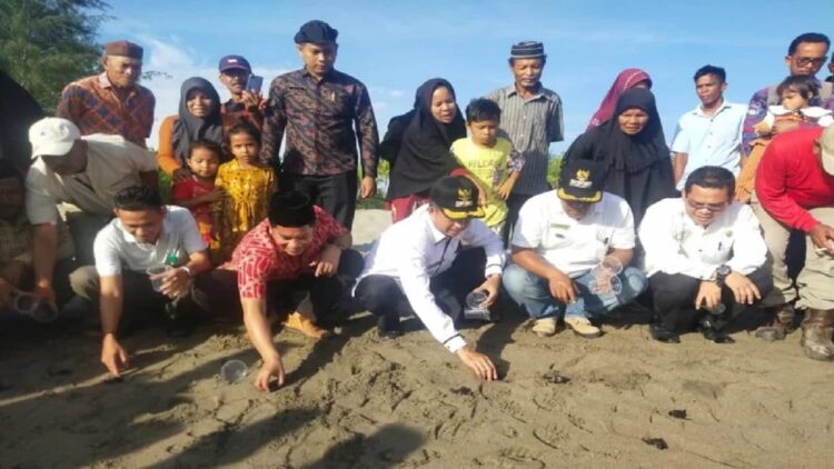 Kelompok Konservasi Penyu Maligi Pasaman Barat Lepas 100 Ekor Tukik ke Laut 1 Wakil Bupati Pasaman Barat Risnawanto bersama jajaran saat melepas tukik atau anak penyu ke laut indah Pantai Maligi. (Antara/Altas Maulana). (Antara/Altas Maulana)