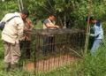 Tangkap Beruang Madu Masuk Permukiman Warga di Matur Agam, Petugas Pasang Kandang Jebak