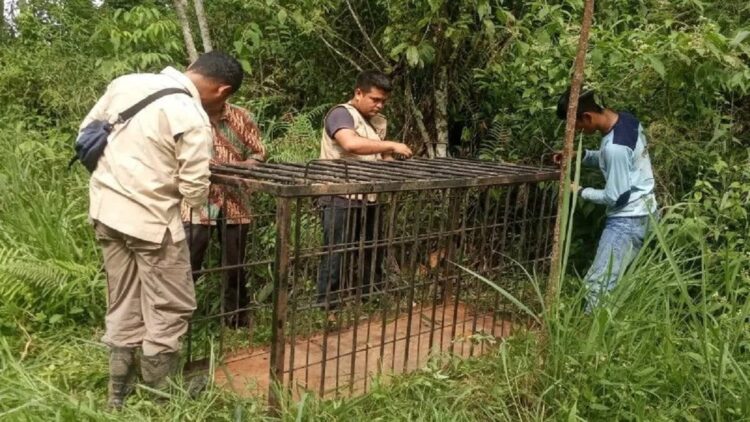Tangkap Beruang Madu Masuk Permukiman Warga di Matur Agam, Petugas Pasang Kandang Jebak 1 Petugas Resor KSDA Agam, Pagari Baringin dan warga sedang memasang kandang jebak, Sabtu (29/1). (ANTARA/Yusrizal)