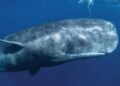 Mengapa Paus tak Tenggelam walau Telan Banyak Air, Ini Penjelasan Ahli!
