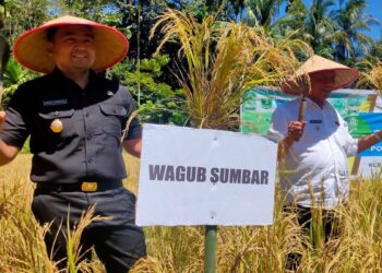 Sumbar Targetkan Produksi Padi 1,5 Juta Ton di Tahun 2022