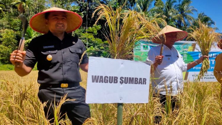 Sumbar Targetkan Produksi Padi 1,5 Juta Ton di Tahun 2022 1 Wagub Sumbar Audy Joinaldy panen padi di Pessel.