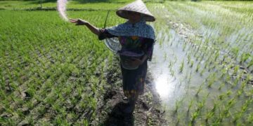 ilustrasi petani menabur pupuk untuk produksi beras berkualitas di Indonesia