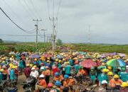Manajemen Dituding Langgar PKB, Seribuan Lebih Karyawan PT KSI Solok Selatan Mogok Kerja