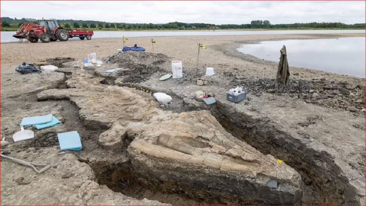 Penemuan fosil naga laut yang diperkirakan berumur 90 juta tahun di Inggris. (Foto: dailymail)